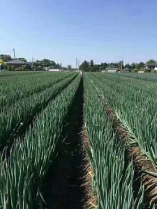 求人票ID：2020200　　農業　技能実習生