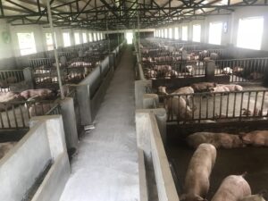 求人票ID：1020200　　農業 養豚　特定技能1号